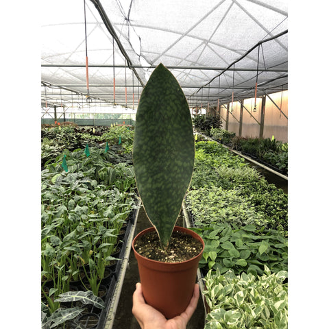 Shark Fin Snake Plant