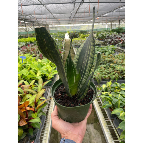 Snake Plant Whitney