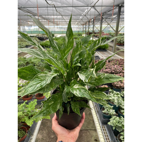 Variegated Spathiphyllum 'Domino', additional product view 2