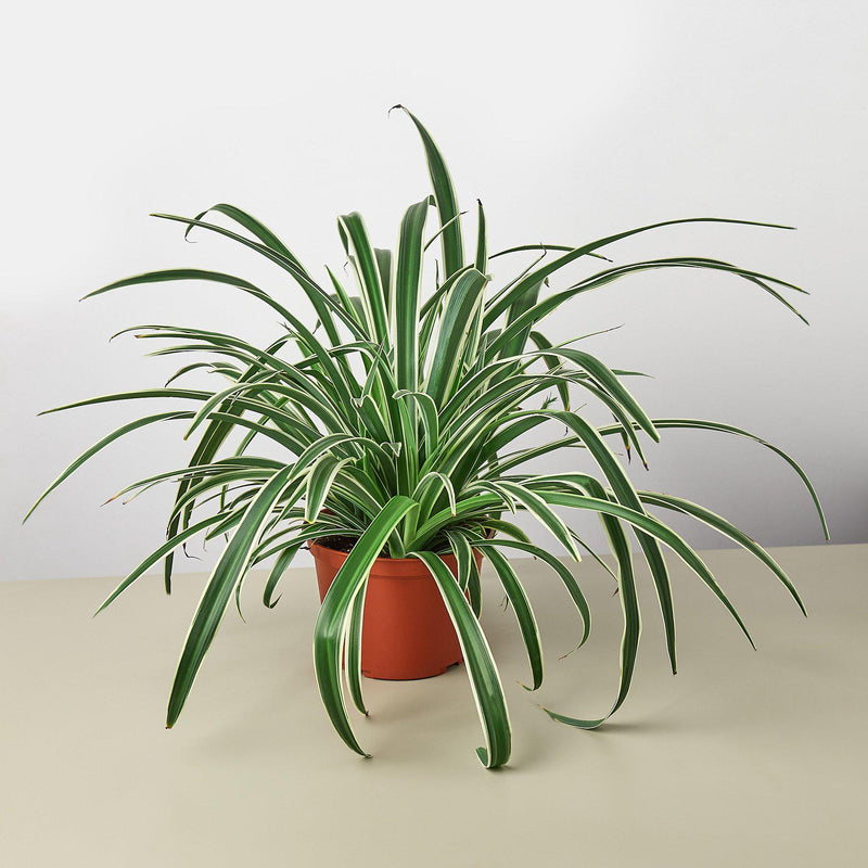 Load image into Gallery viewer, Spider Plant 'Reverse'
