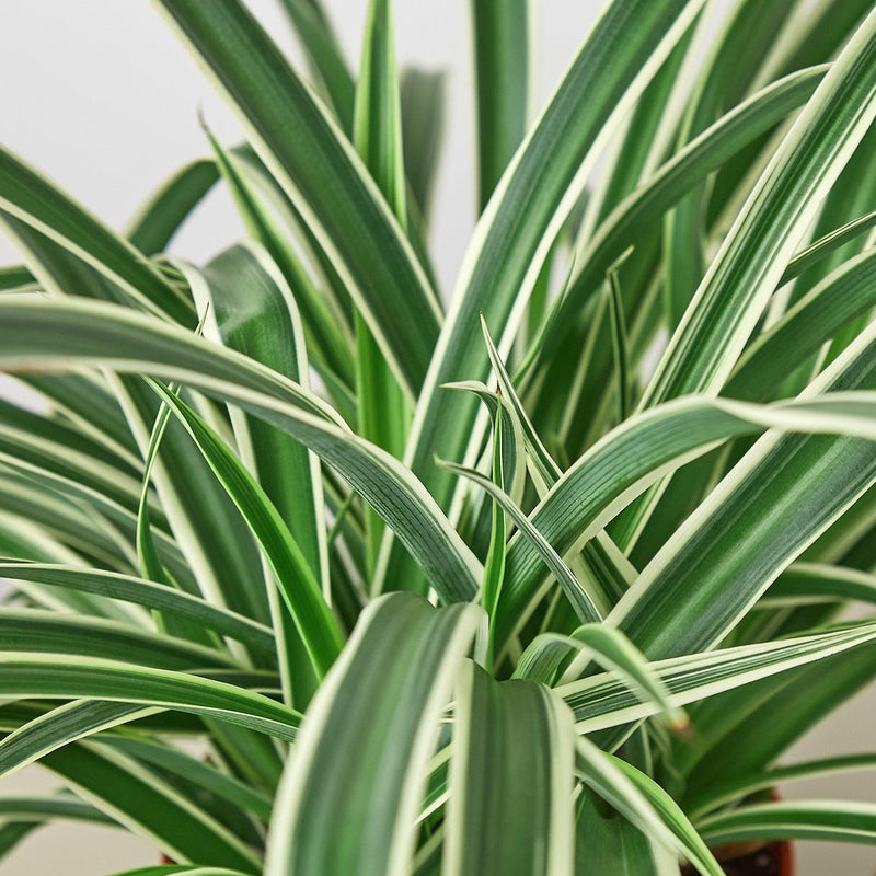 Load image into Gallery viewer, Spider Plant 'Reverse'
