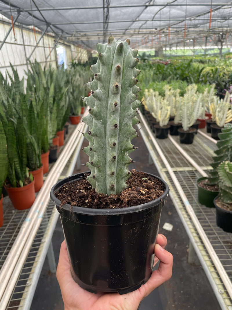 Load image into Gallery viewer, Succulent Cactus Ghost White Boobie
