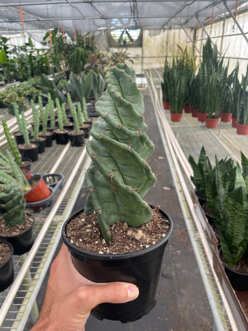 Load image into Gallery viewer, Cereus forbesii 'Spiralis'

