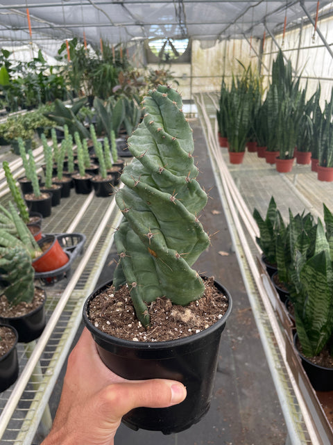 Cereus Forbesii Spiralis