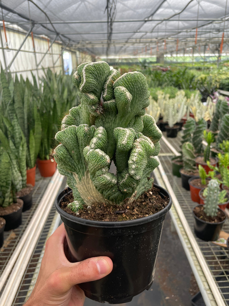 Load image into Gallery viewer, Succulent Cereus Coral Green

