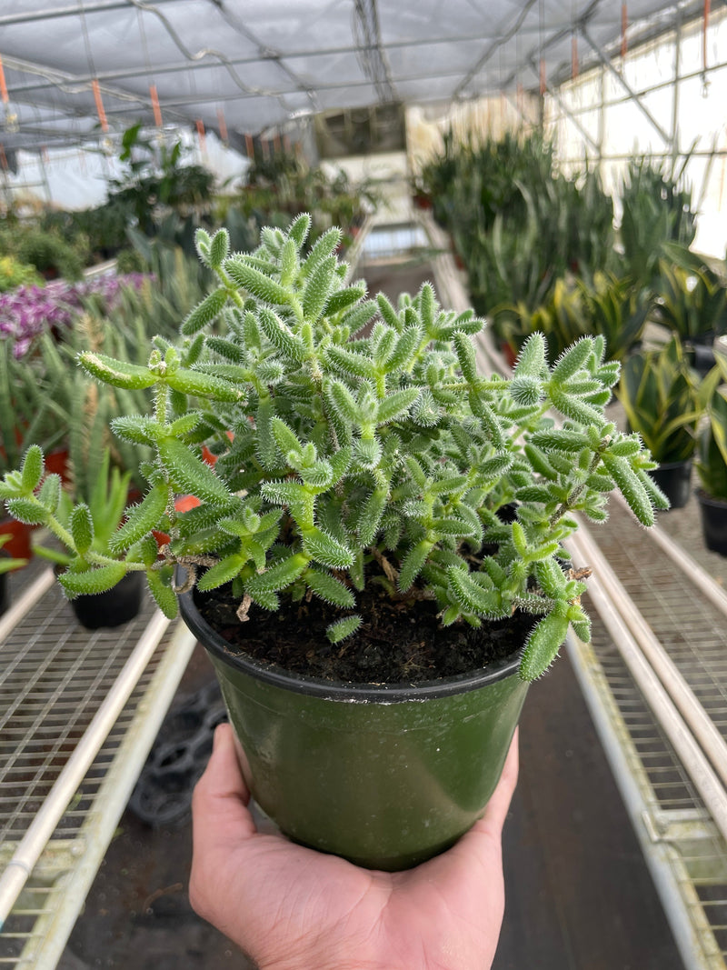Load image into Gallery viewer, Delosperma echinatum 'Pickle Plant'
