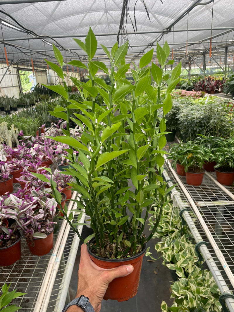 Load image into Gallery viewer, Devil's Backbone Euphorbia
