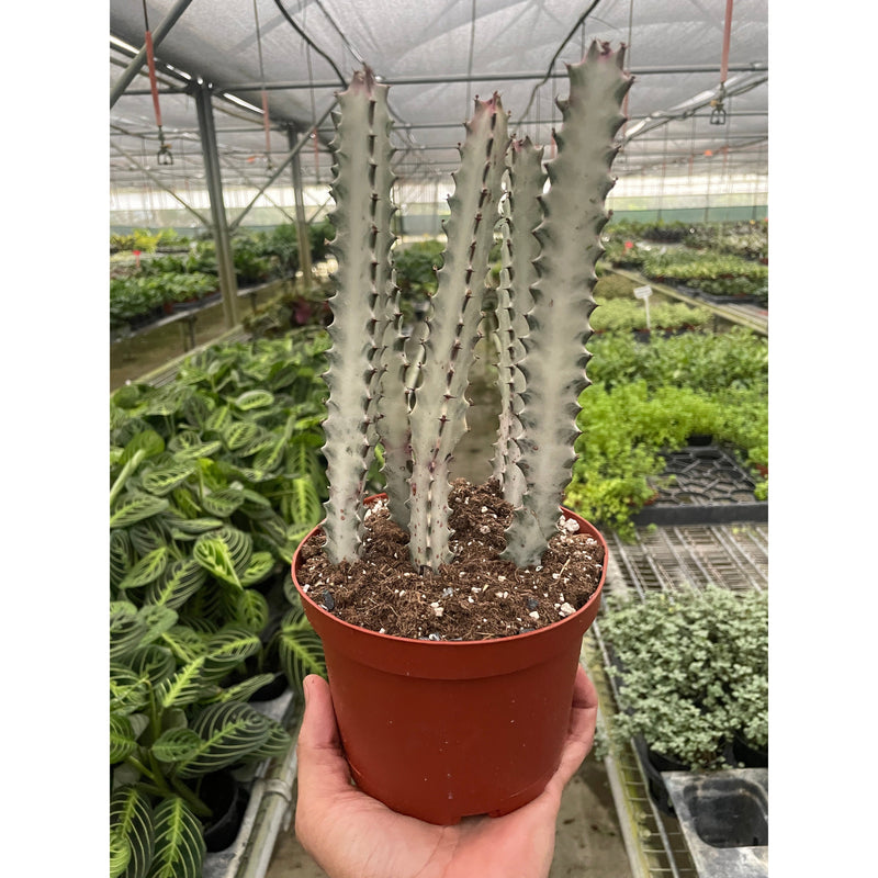 Load image into Gallery viewer, 4" Succulent Euphorbia 'Dragon Bone'
