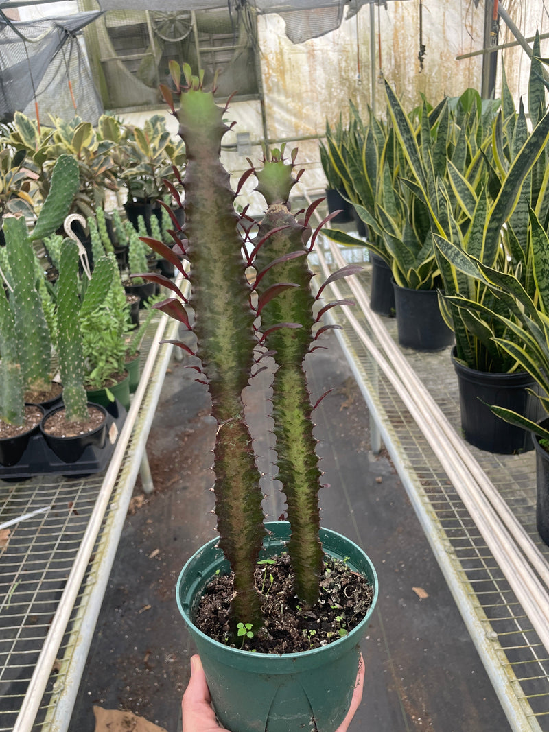 Load image into Gallery viewer, Succulent Euphorbia 'Trigona Rubra'
