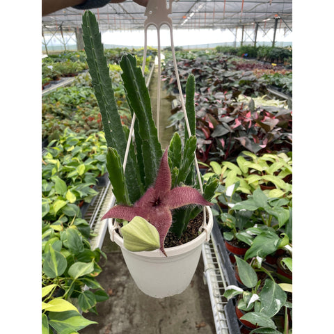 Red Dragon Flower (Huernia schneideriana), additional product view 2
