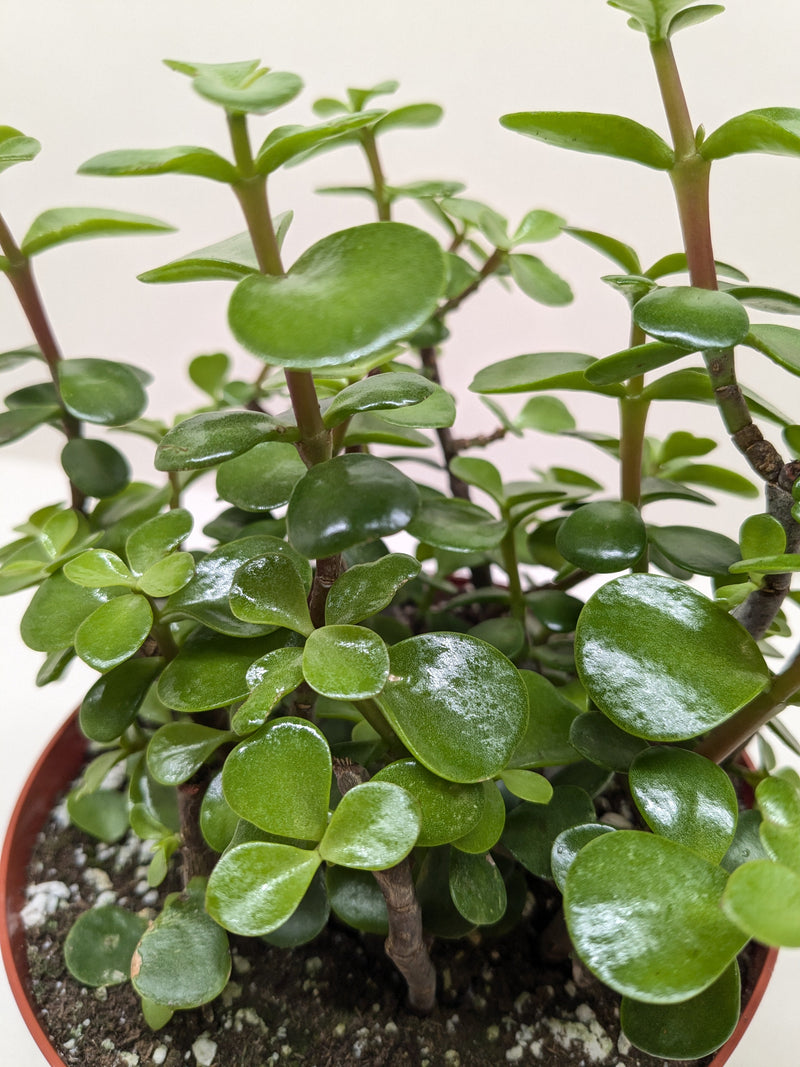 Load image into Gallery viewer, Succulent 'Elephant Bush'
