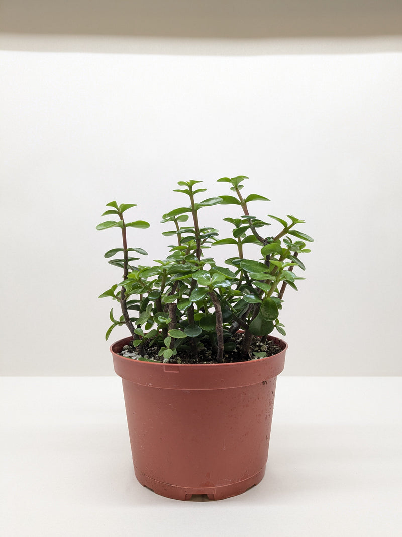 Load image into Gallery viewer, Succulent 'Elephant Bush'
