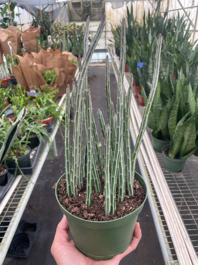 Load image into Gallery viewer, Succulent Senecio Stapeliiformis 'Pickle Plant'
