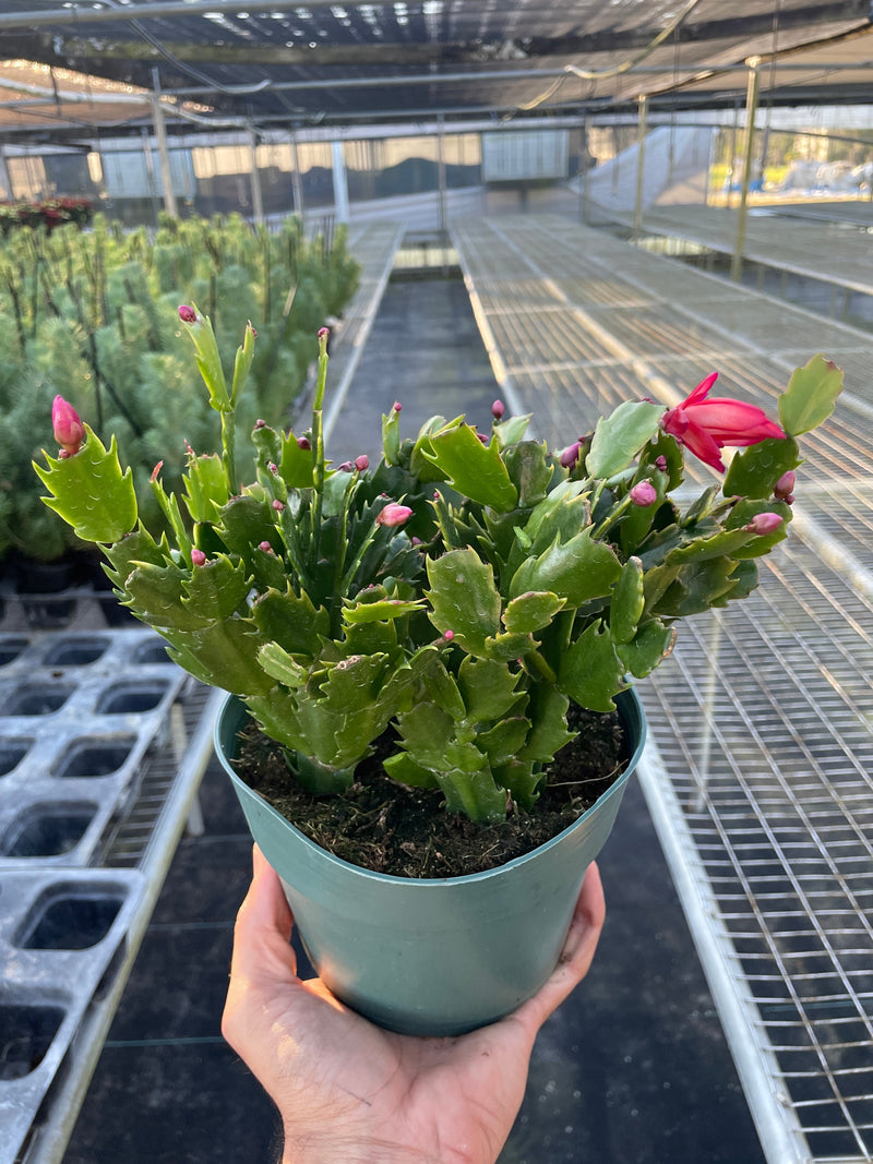 Load image into Gallery viewer, Zygocactus 'Christmas Cactus'
