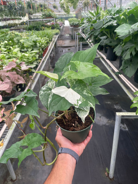 Syngonium Albo