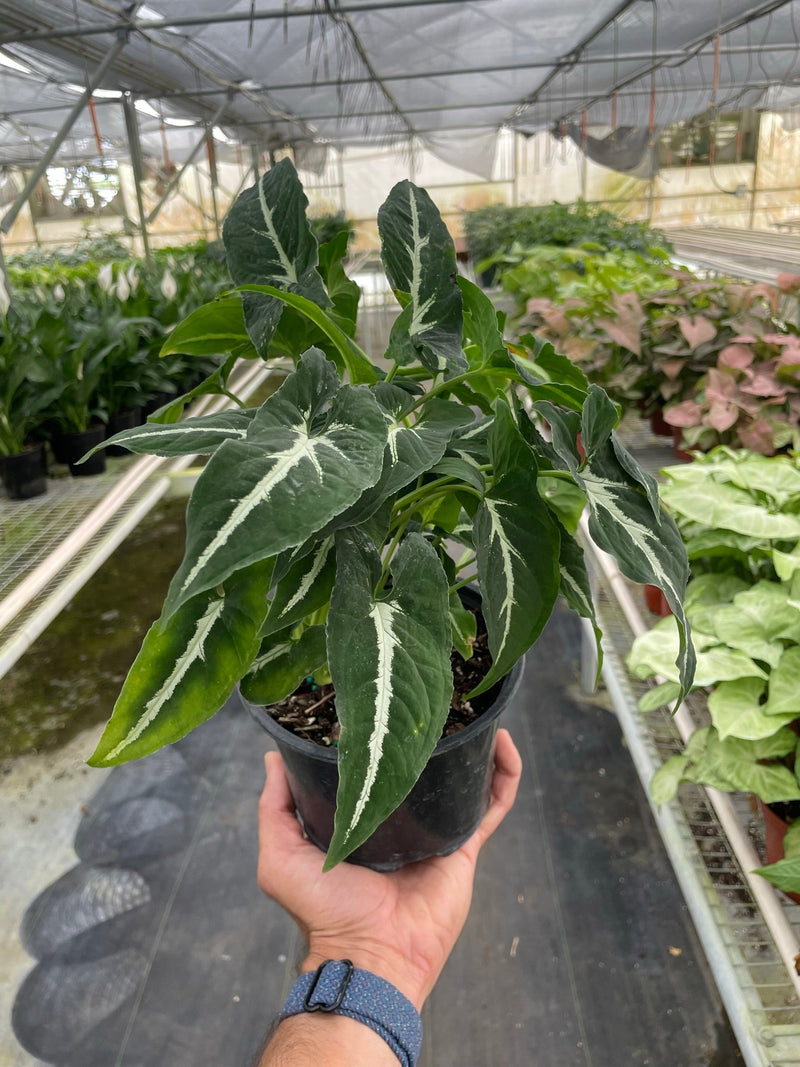 Load image into Gallery viewer, Syngonium wendlandii 'Black Velvet'
