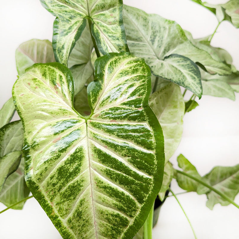 Load image into Gallery viewer, Syngonium 'Confetti'
