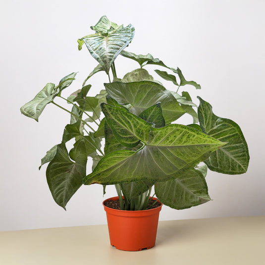Syngonium 'Confetti'