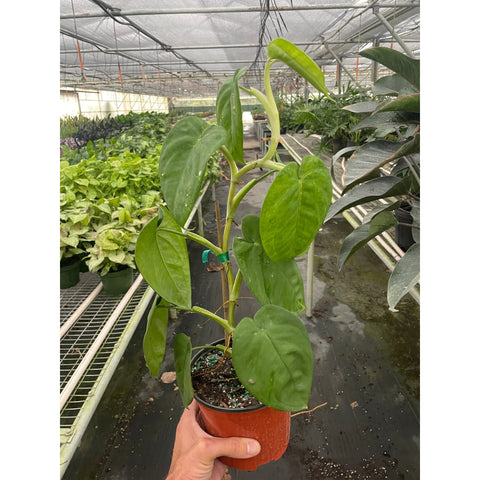 Syngonium 'Ice Frost', additional product view 2