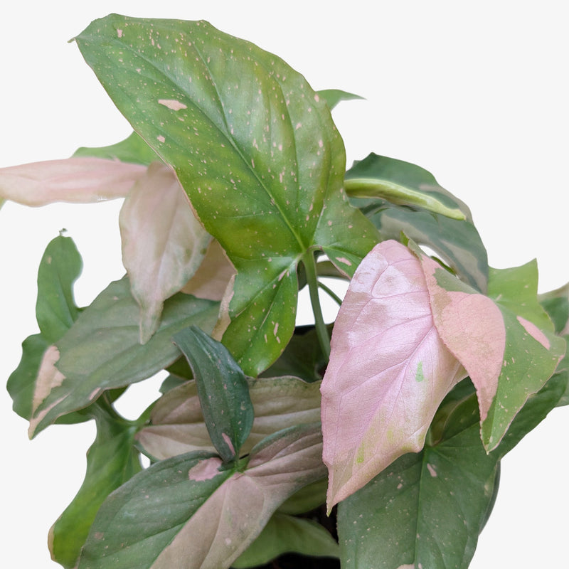 Load image into Gallery viewer, Syngonium 'Pink Splash' - 4" Pot
