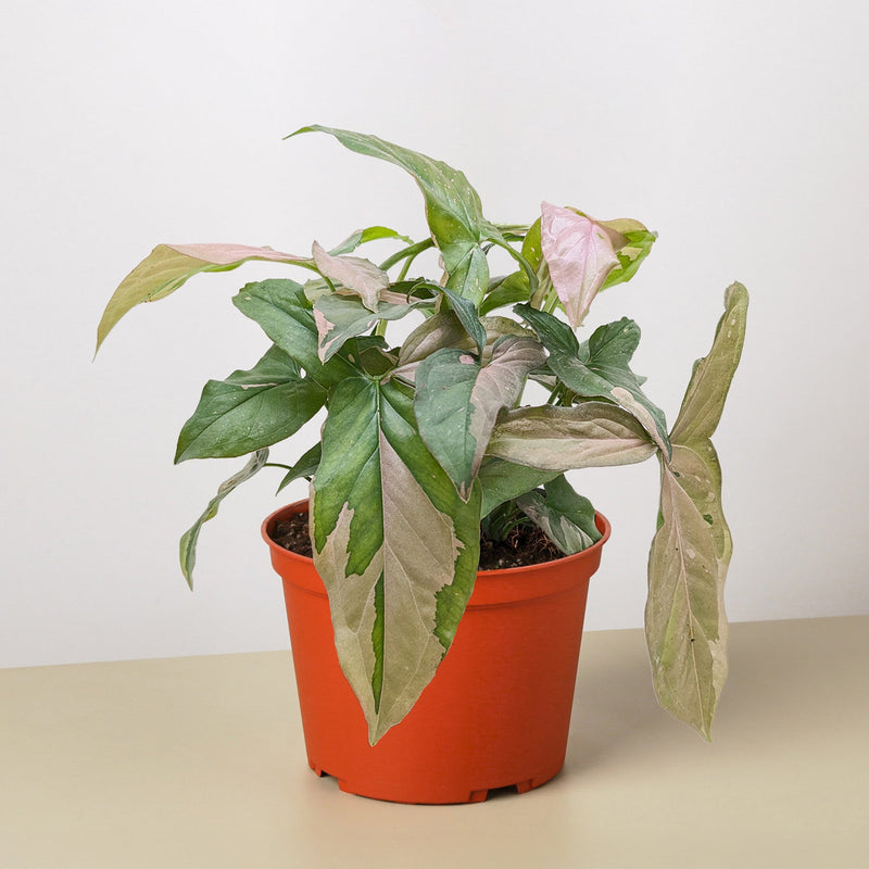 Load image into Gallery viewer, Syngonium 'Pink Splash' - 4" Pot
