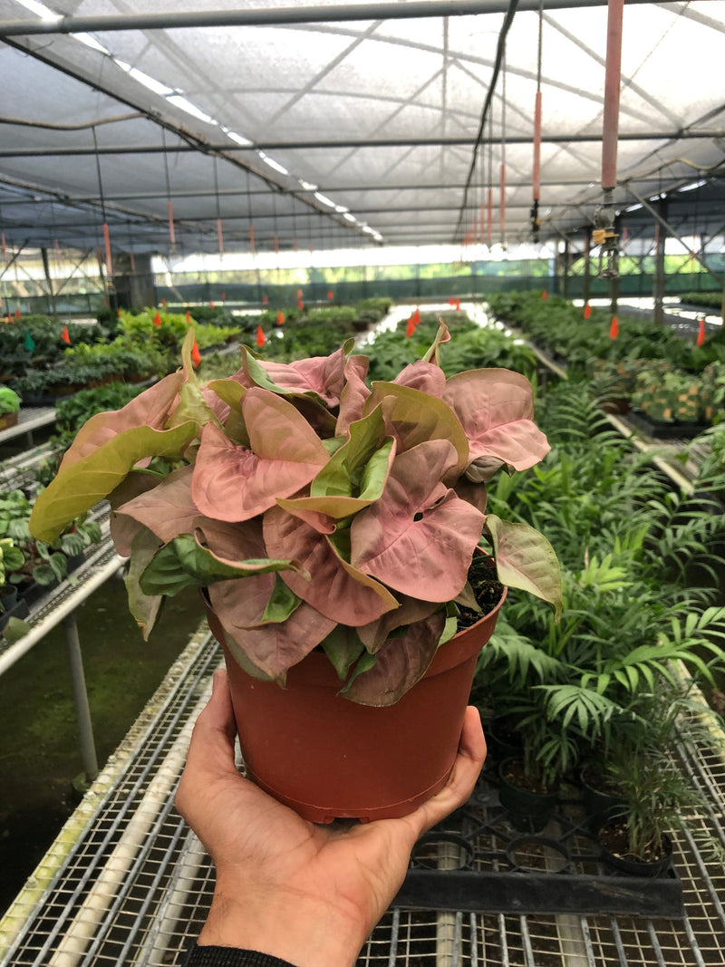 Load image into Gallery viewer, Syngonium 'Strawberry'

