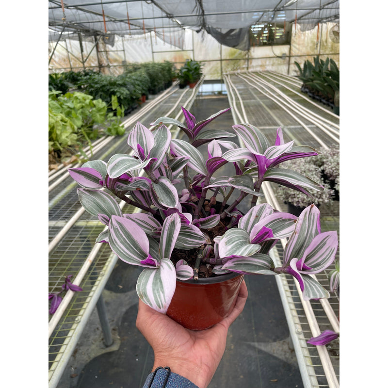 Load image into Gallery viewer, Tradescantia 'Nanouk'
