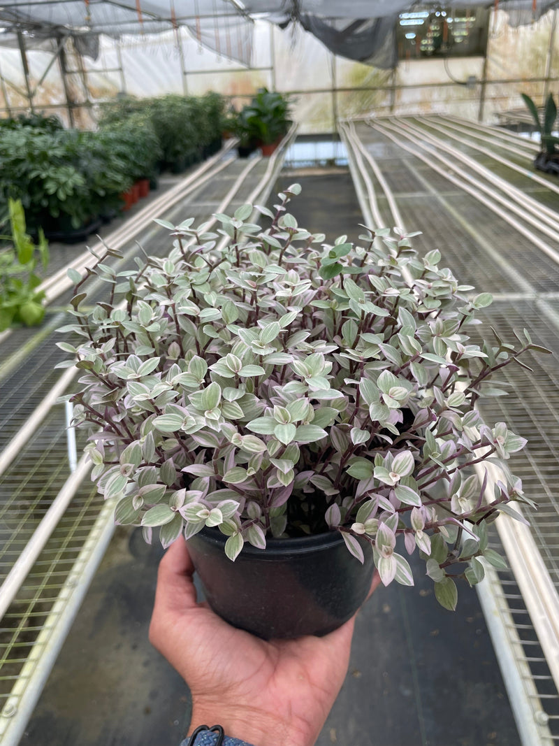 Load image into Gallery viewer, Tradescantia Callisia 'Pink Panther'
