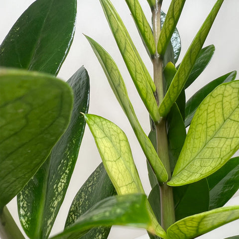 Zamioculcas 'Chameleon', additional product view 2