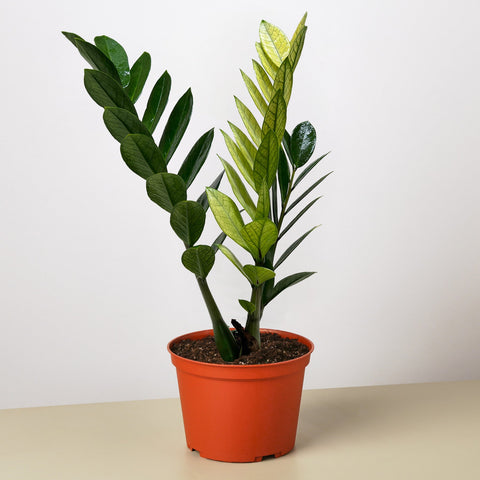 Zamioculcas Chameleon