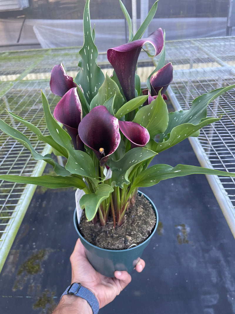 Load image into Gallery viewer, Calla Lily

