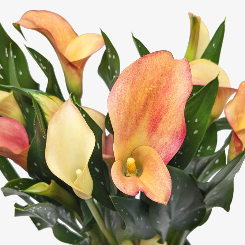Load image into Gallery viewer, Calla Lily

