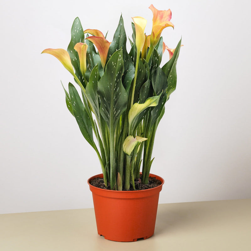Load image into Gallery viewer, Calla Lily
