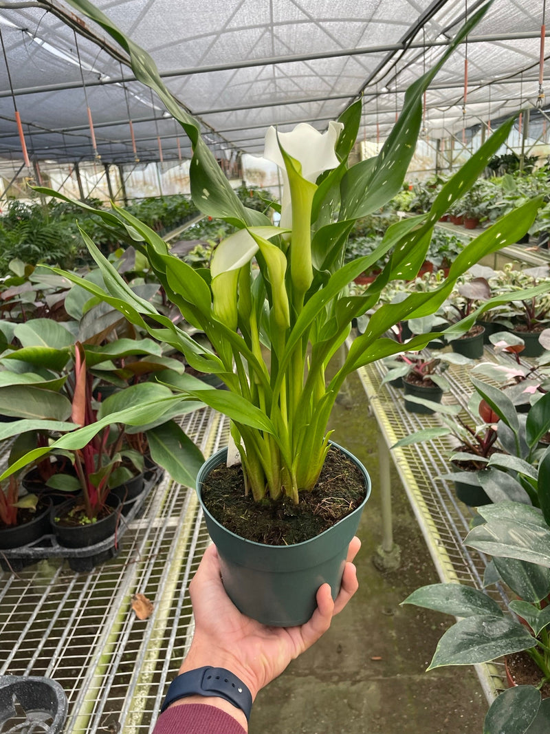 Load image into Gallery viewer, Calla Lily
