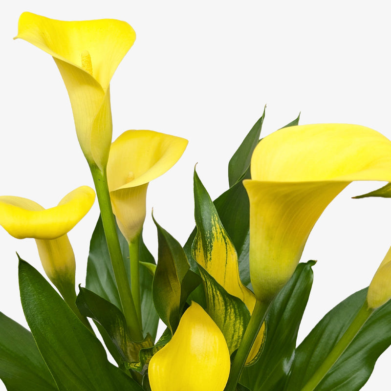 Load image into Gallery viewer, Calla Lily
