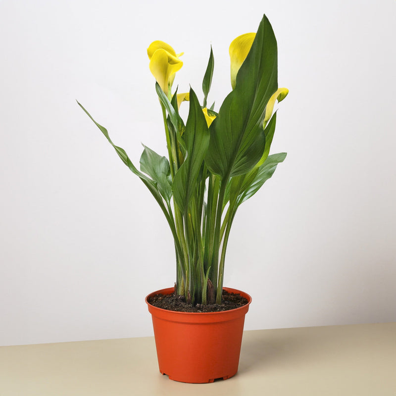 Load image into Gallery viewer, Calla Lily
