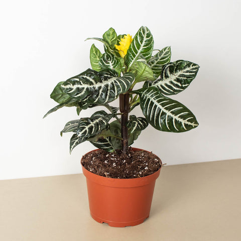 Zebra 'Aphelandra', additional product view 2