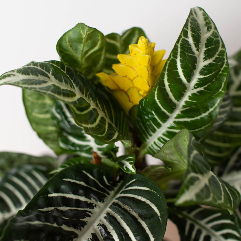 Load image into Gallery viewer, Zebra 'Aphelandra'
