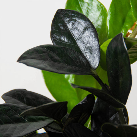 ZZ Zamioculcas 'Black Queen', additional product view 2