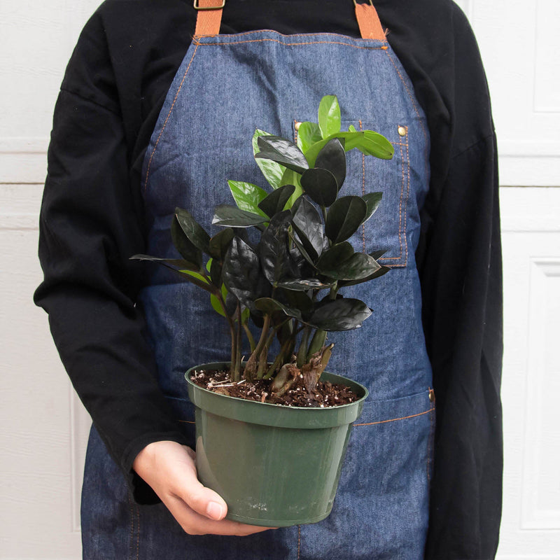 Load image into Gallery viewer, ZZ Zamioculcas 'Black Queen'
