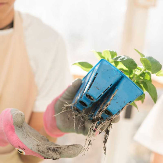 Classroom Seed Starting Bundle