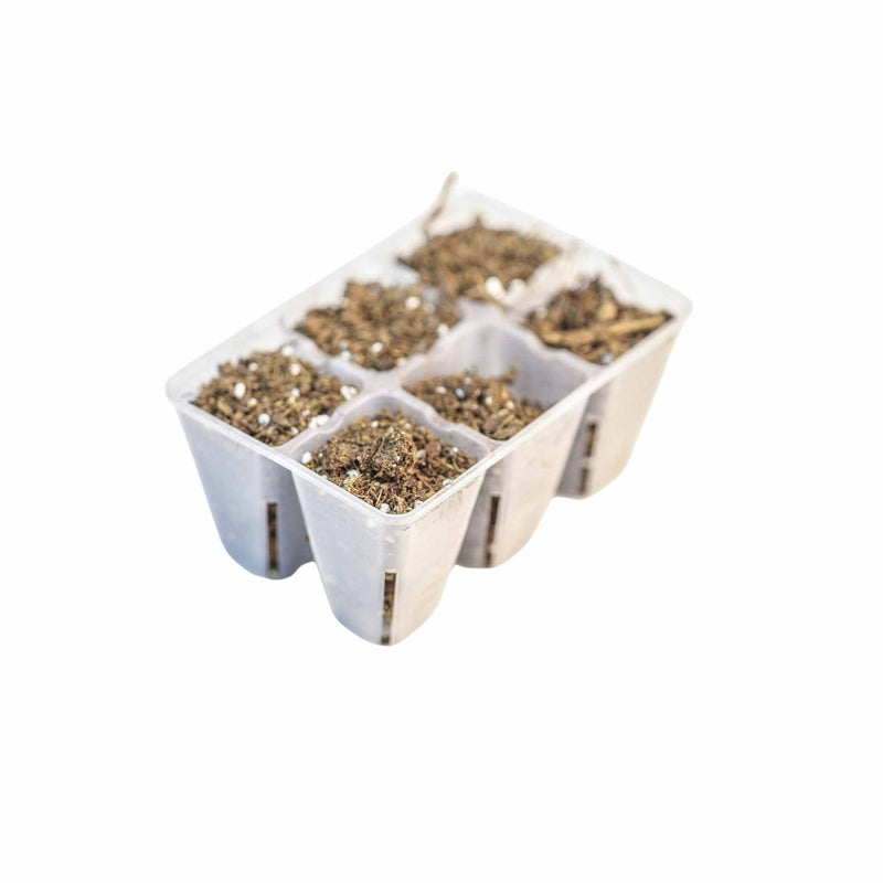 Load image into Gallery viewer, 6 Cell Plug Tray Inserts
