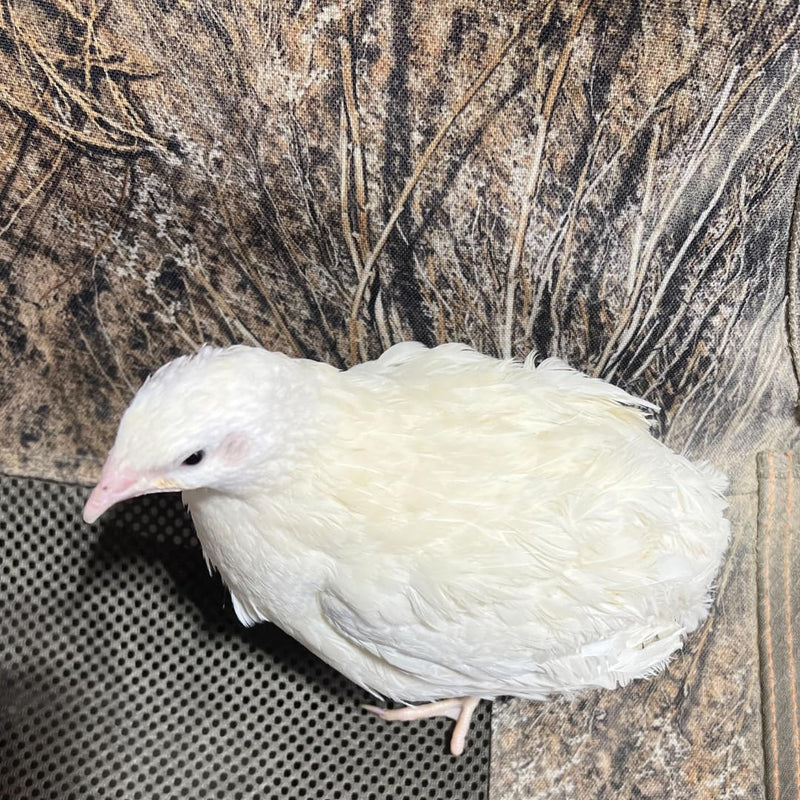 Load image into Gallery viewer, Jumbo White Coturnix Hatching Eggs - Premium Quail Eggs for Hatching - Perfect for Homesteaders, Breeders, Hobbyists - Freshly Collected for High Hatch Rates
