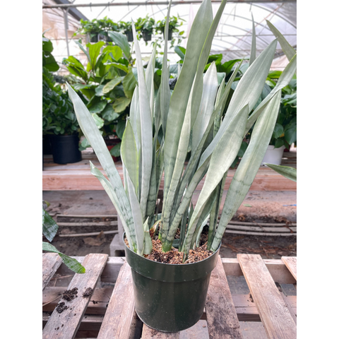 Snake Plant Metallica 10 Inch Pot