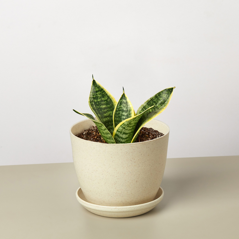 Load image into Gallery viewer, Snake Plant 'Laurentii Dwarf'
