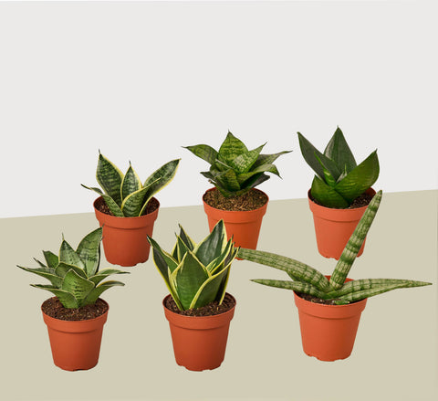 6 snake plant variety pack, 4-inch pot