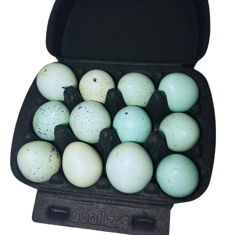 Hollowed celadon quail eggs, set of 10, packaging