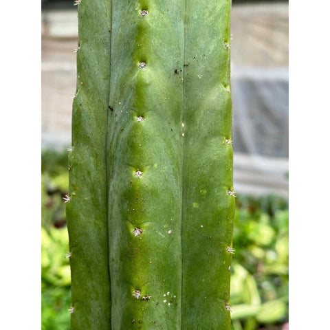 Cactus Echinopsis Pachanoi - 2FT, additional product view 2