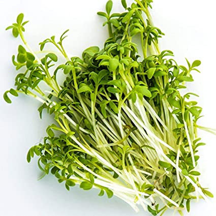 Organic Curled Cress seeds package, GrowTime Garden Supply