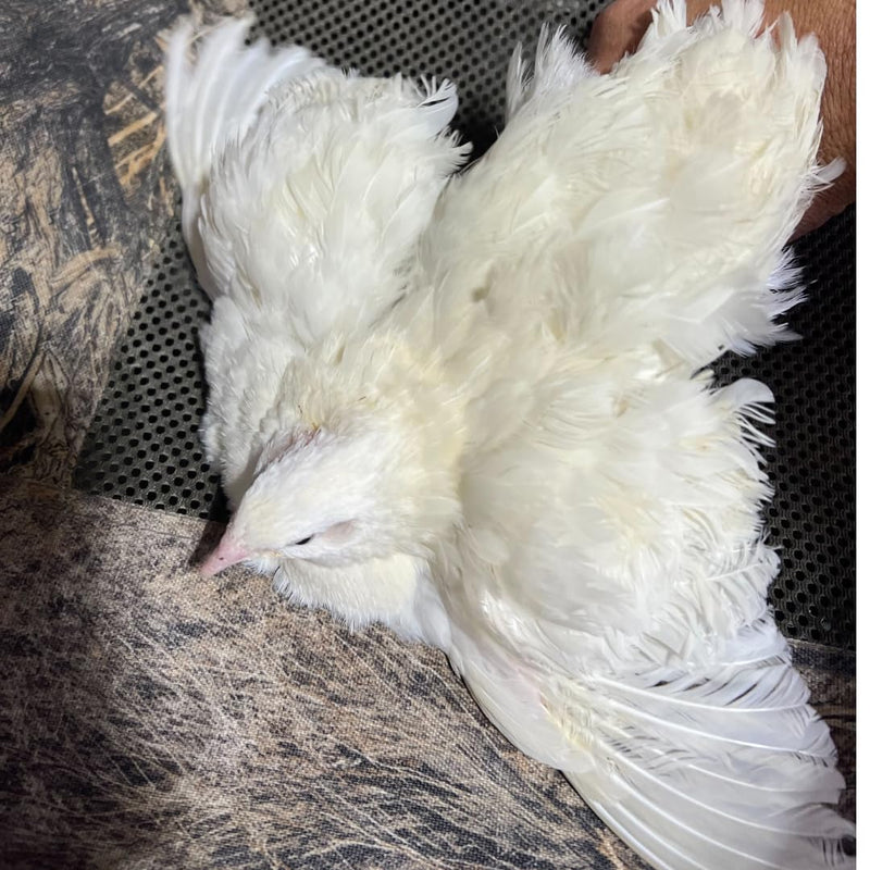 Load image into Gallery viewer, Jumbo White Coturnix Hatching Eggs - Premium Quail Eggs for Hatching - Perfect for Homesteaders, Breeders, Hobbyists - Freshly Collected for High Hatch Rates

